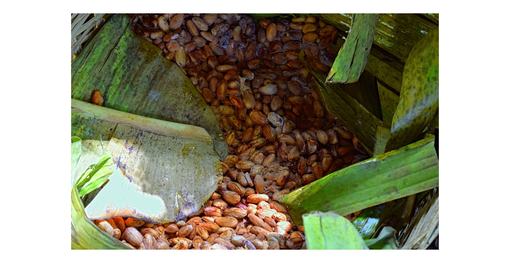 cacao fermentation process