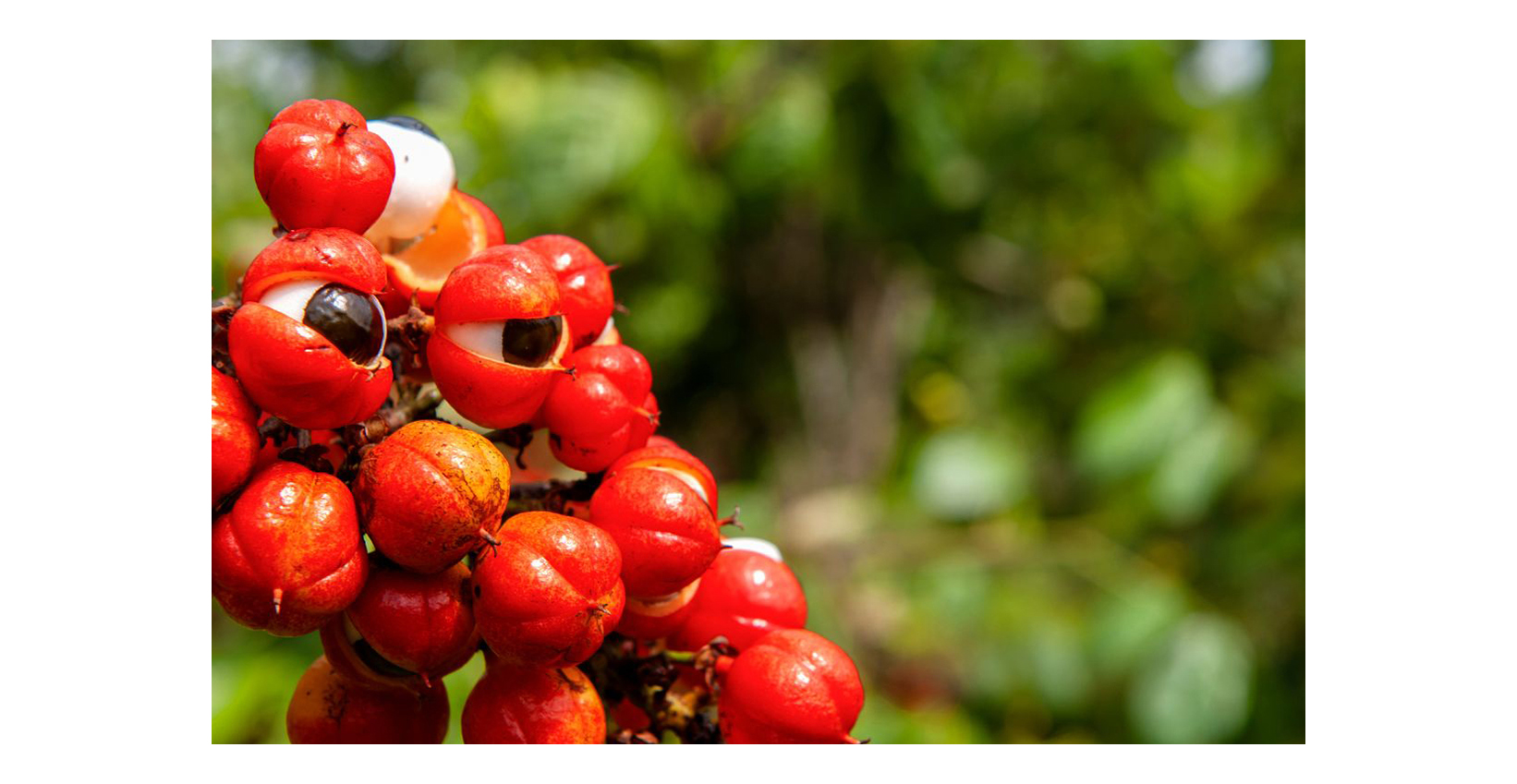 guarana supplement to boost energy levels