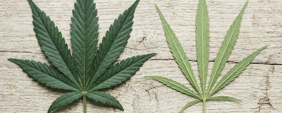 Broad indica leaf next to a narrow sativa leaf
