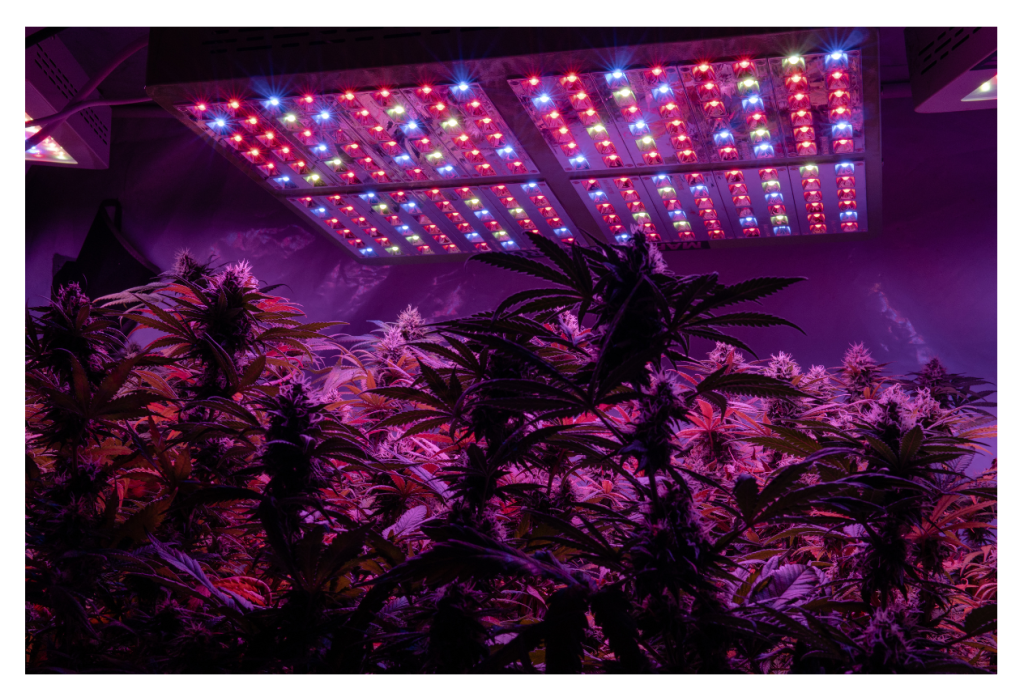 indoor cannabis growing under lights