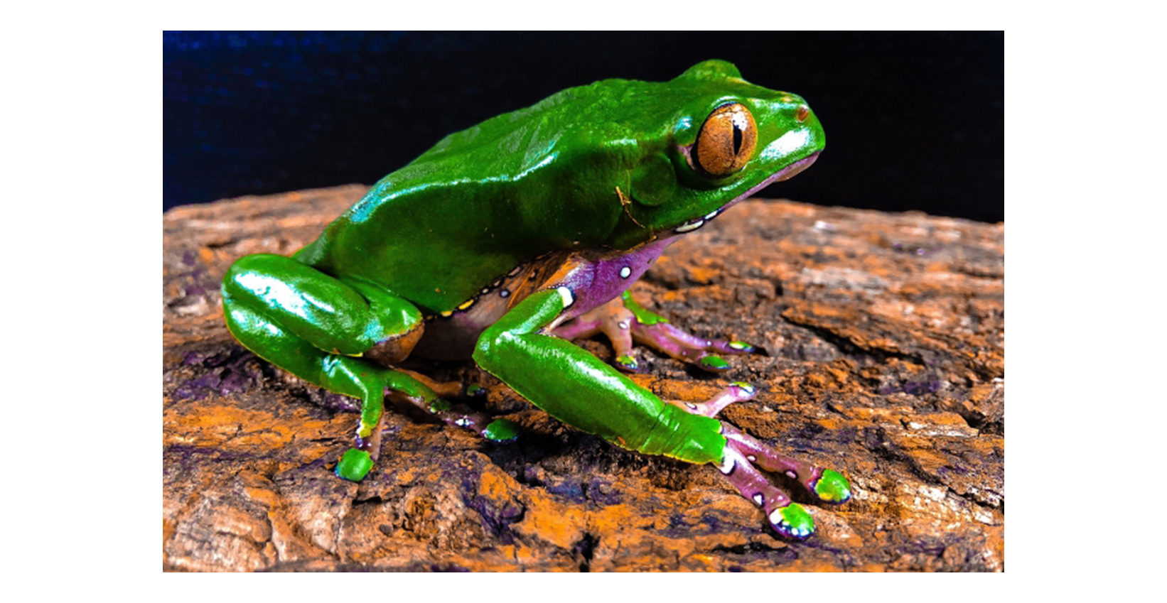 Phyllomedusa bicolor frog