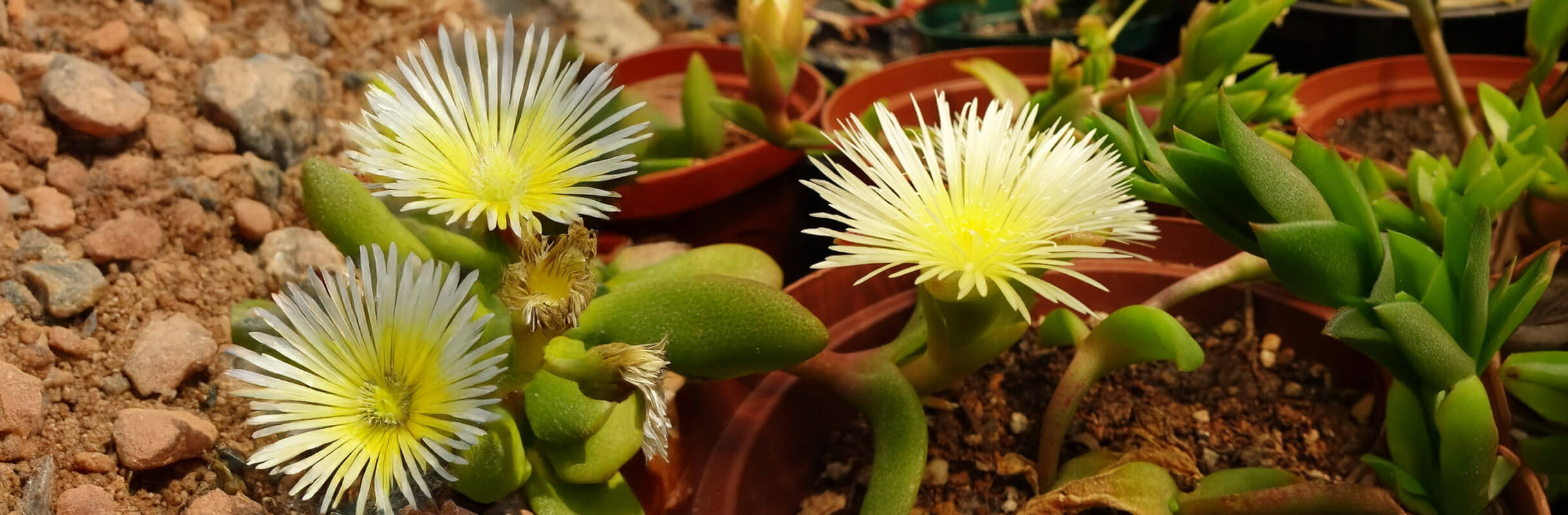 Kanna (Sceletium tortuosum) plants growing in pots