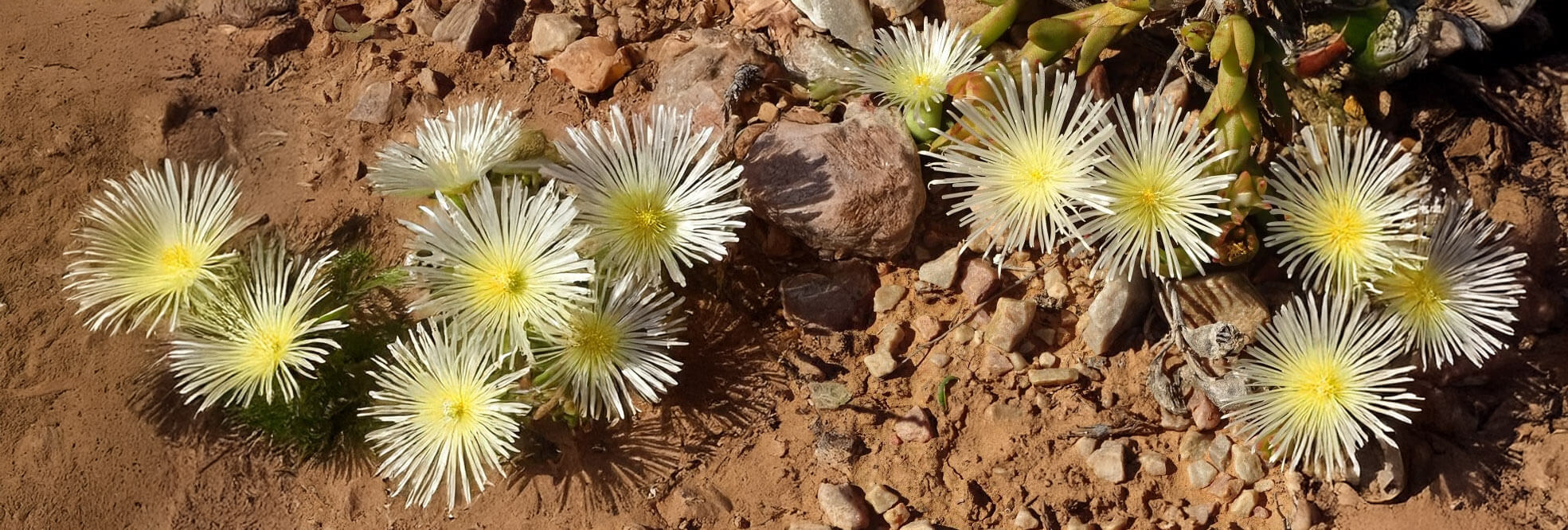 Kanna plant growing in natural habitat - sceletium tortuosum