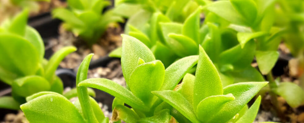 Kanna after germination stage