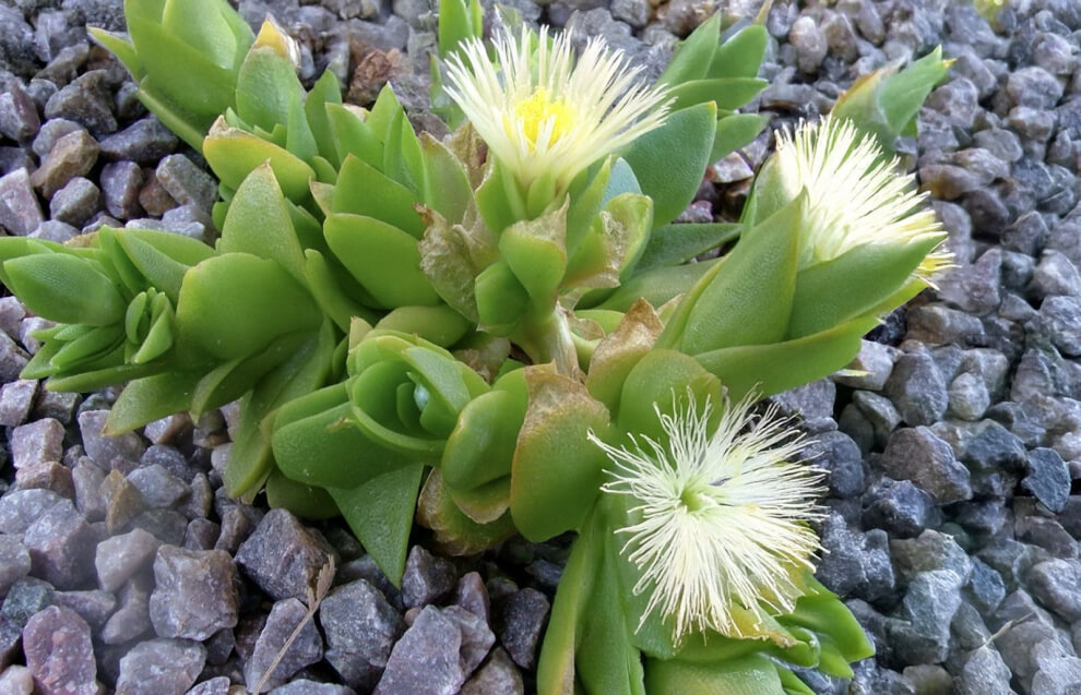 Kanna plant growing with flowers (sceletium tortuosum)