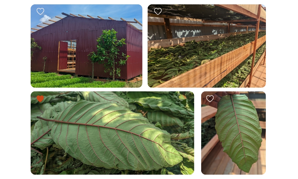 drying kratom leaves