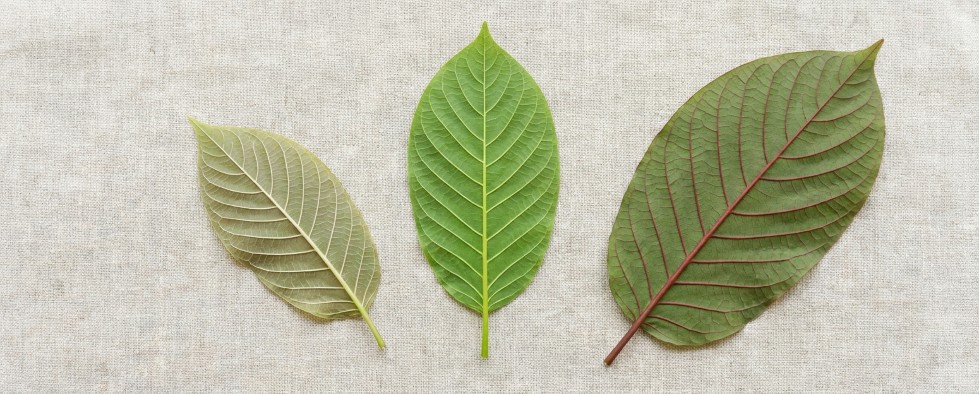 Kratom leaves with visible veins at different maturity stages