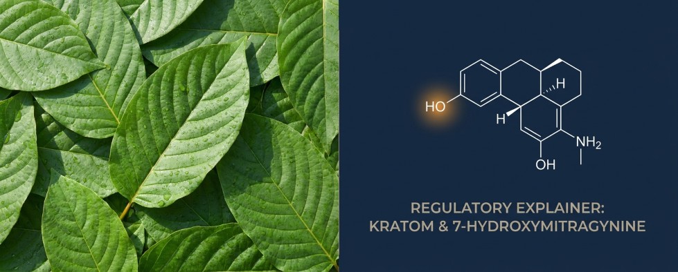 Kratom leaf next to 7-OH molecule