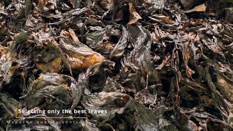 Dried mapacho leaves for rap&eacute; preparation