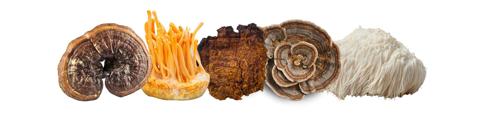 Reishi, cordyceps, chaga, turkey tail mushroom and lion's mane mushroom next to each other