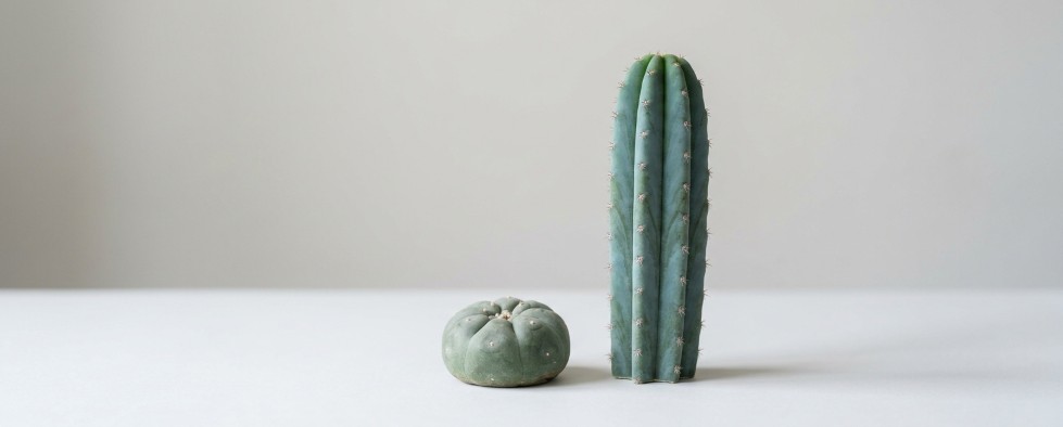 Mescaline cacti collection San Pedro and Peyote