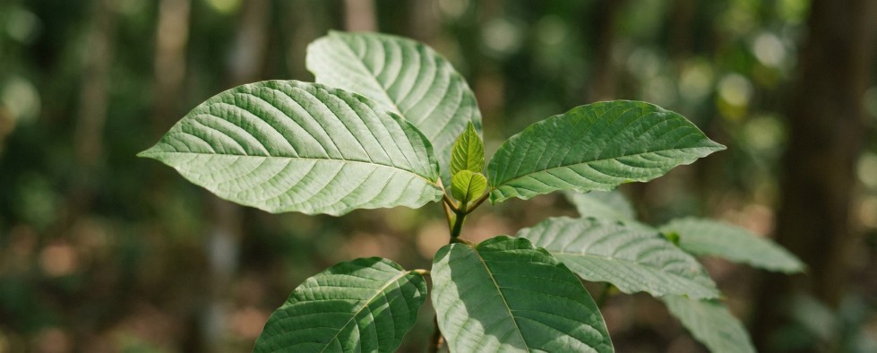 Mitragyna speciosa kratom plant