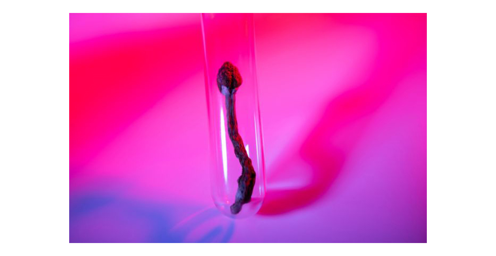 Dried psilocybin mushroom in a glass tube