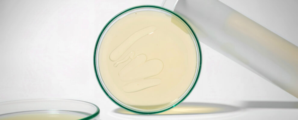 Mushroom cultivation workspace with agar plates