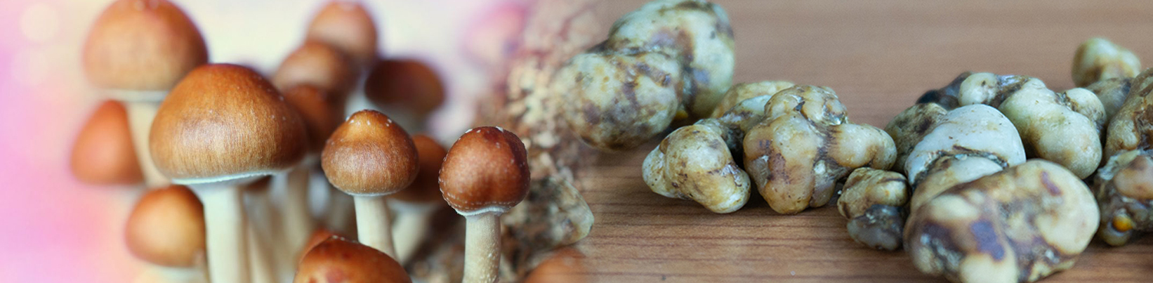 magic mushrooms vs magic truffles
