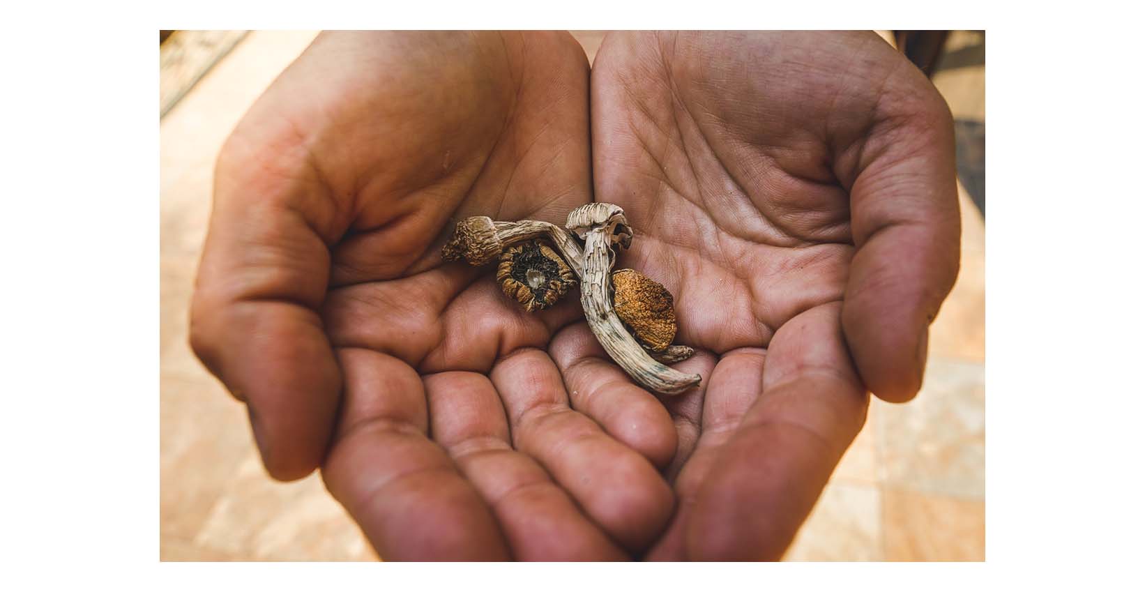 dried magic mushrooms in hands