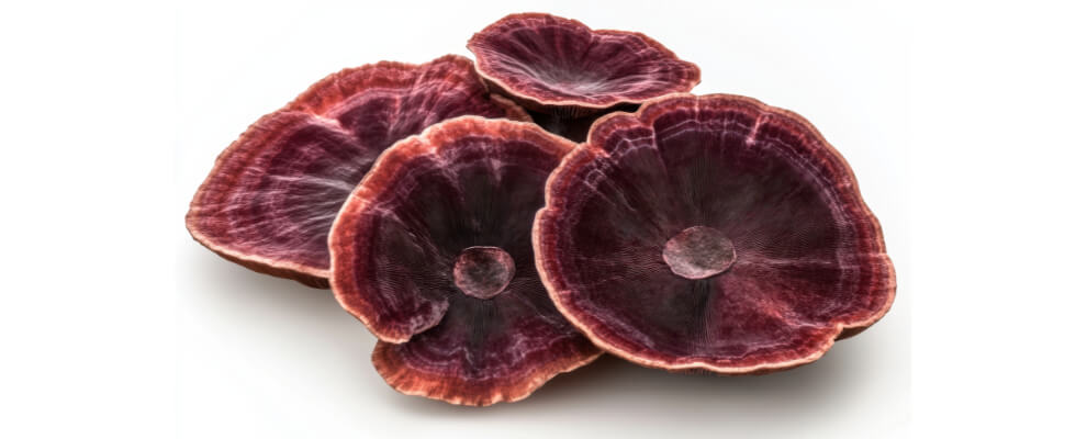 Medicinal mushrooms like Lion's Mane and Reishi for mental sharpness