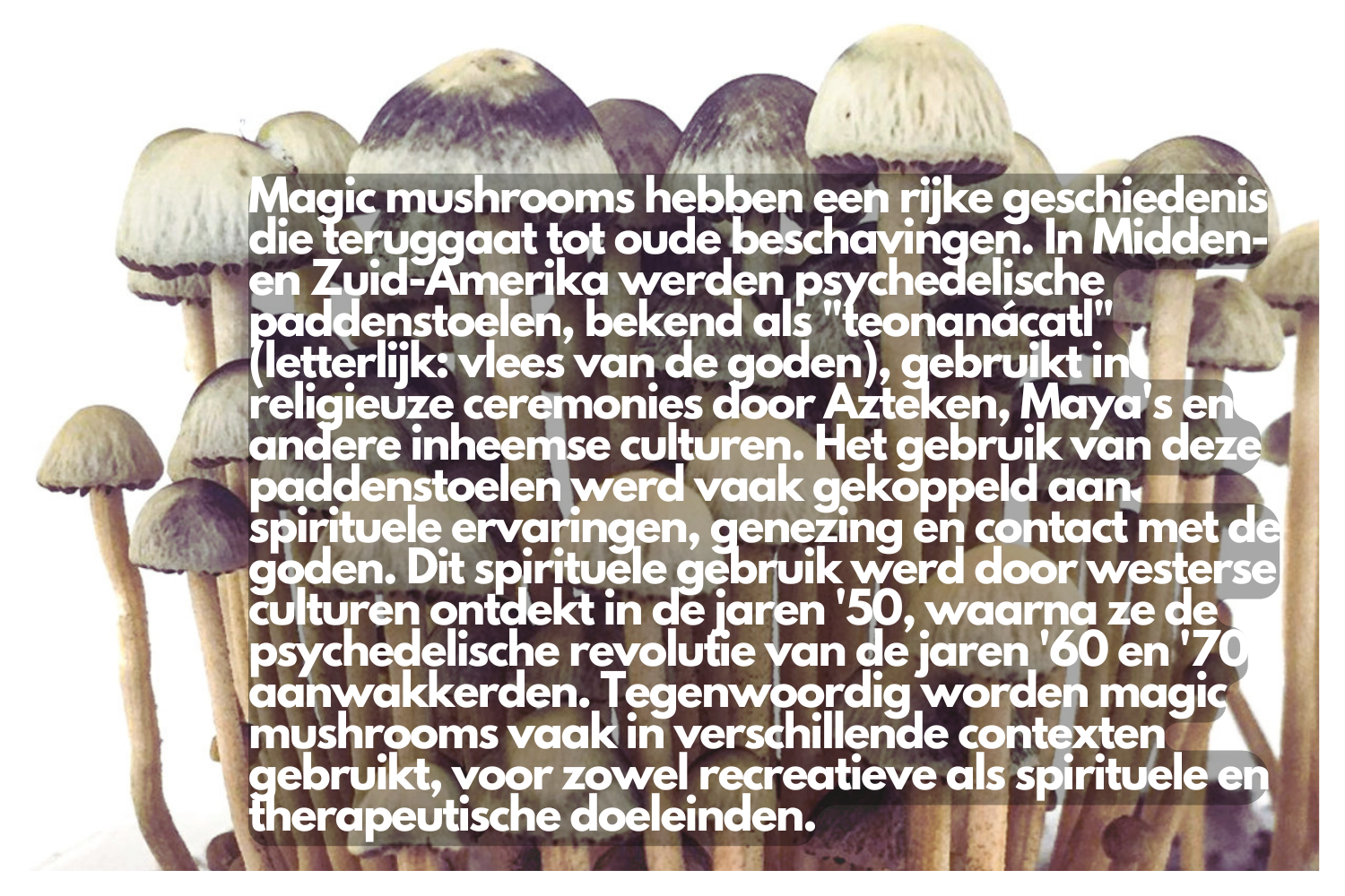 geschiedenis van magic mushrooms