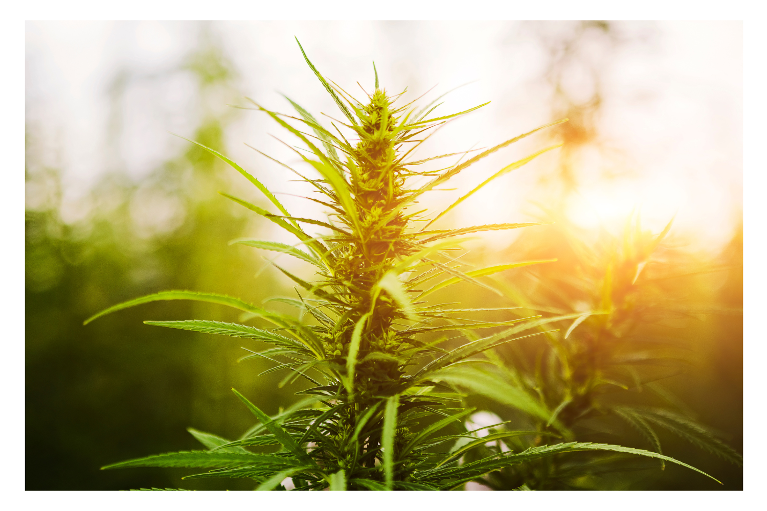 outdoor cannabis growing under sunlight
