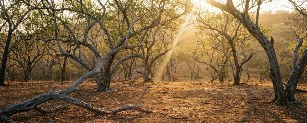 Dry coastal forest sun through branches Peru Ecuador