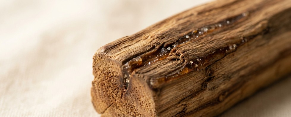 Palo Santo stick close-up wood grain resin