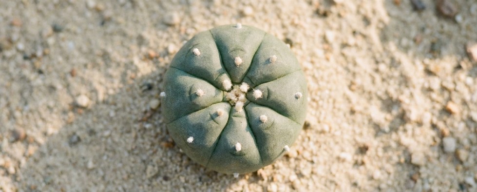 Lophophora williamsii Peyote cactus close-up