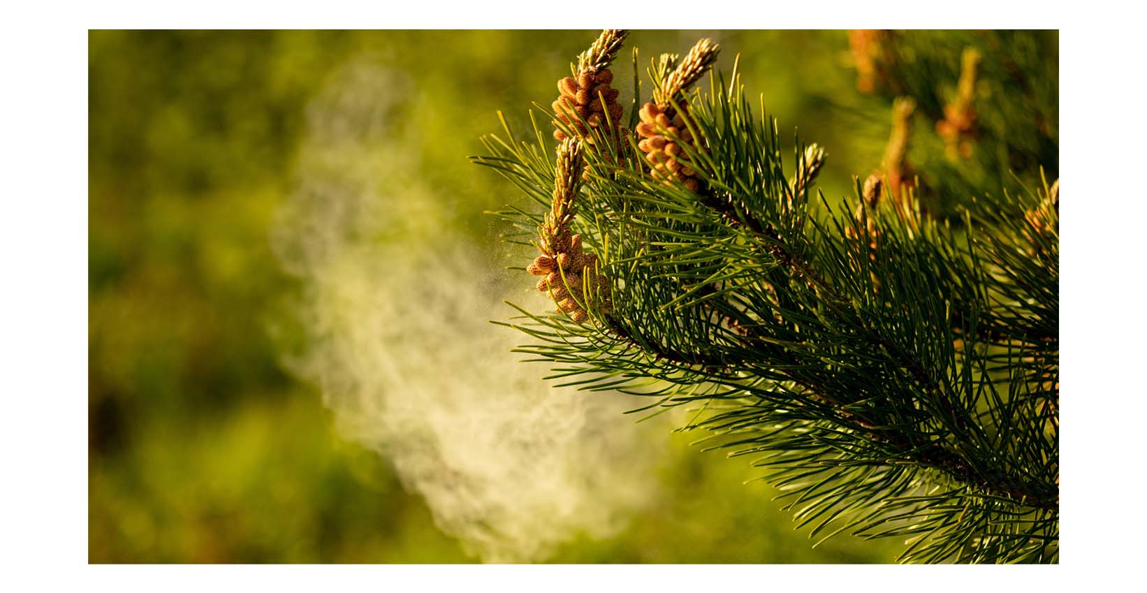 pine pollen