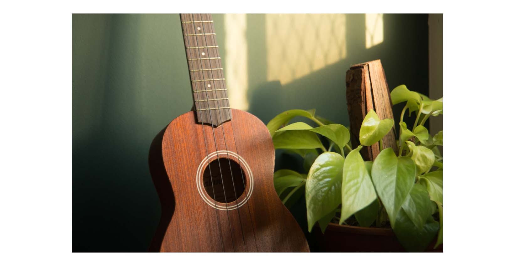 guitar next to some plants