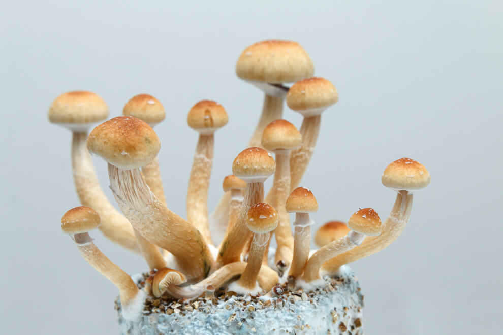 Psilocybe cubensis showing blue bruising
