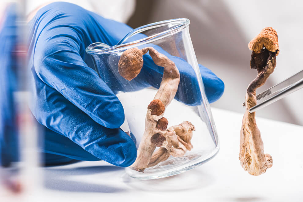 Laboratory research on mushroom enzymes