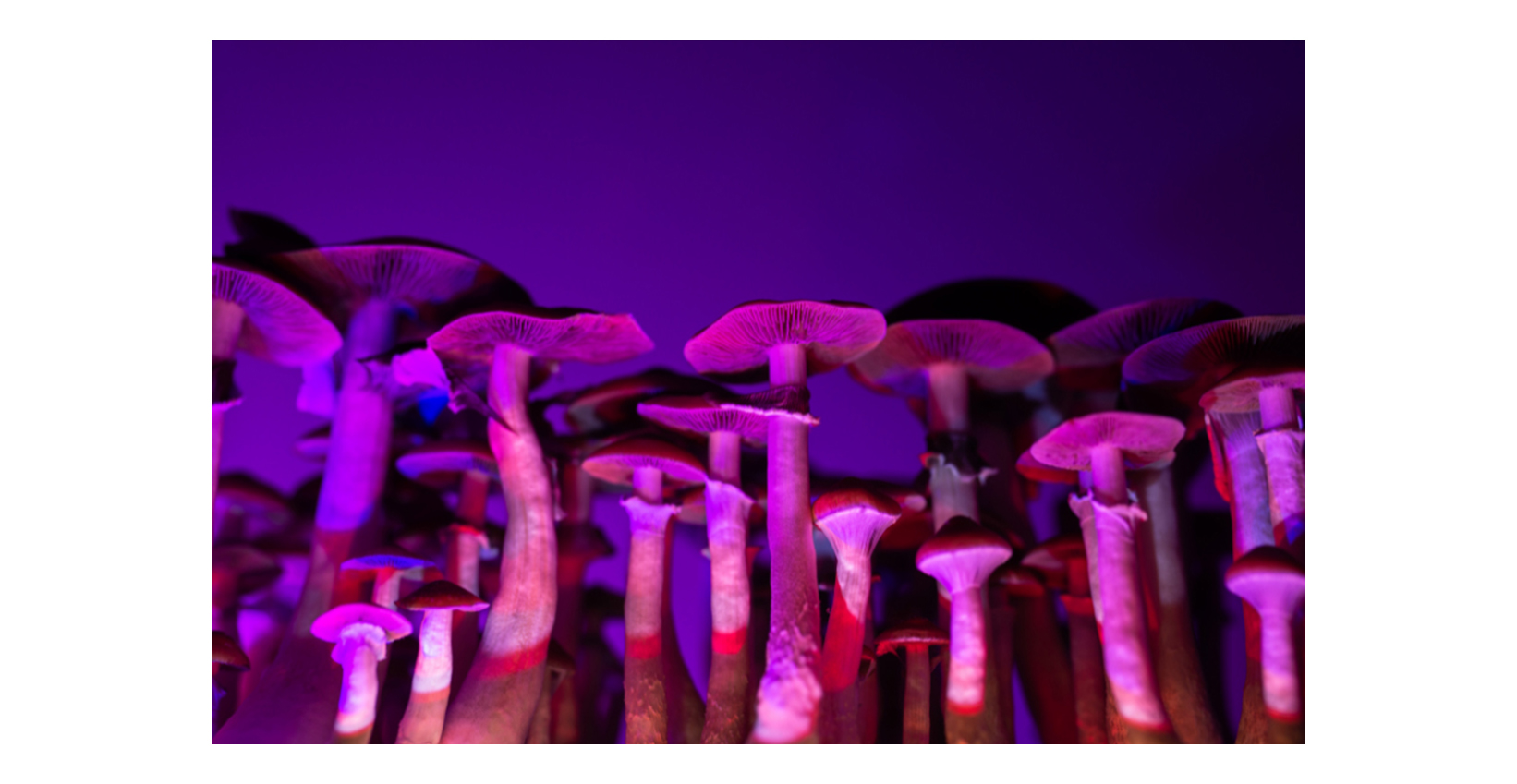 psilocybin mushrooms in a purple light