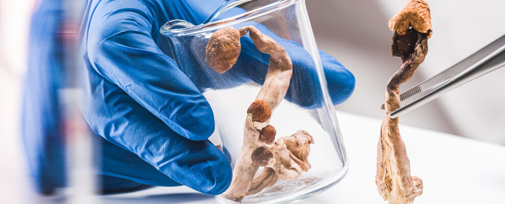 Scientific research on psilocybin effects on cellular aging