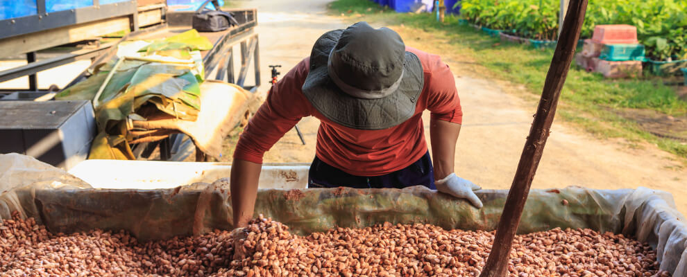 Fermenting cacao beans in traditional wooden boxes