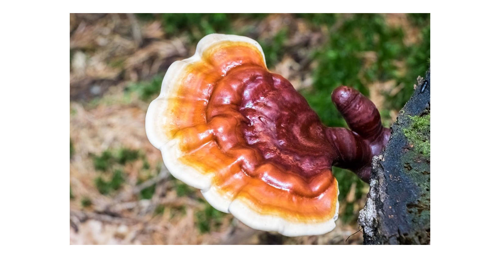 what is reishi mushroom
