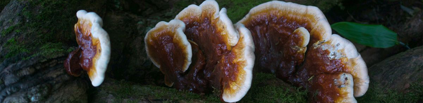 Reishi mushroom for allergies