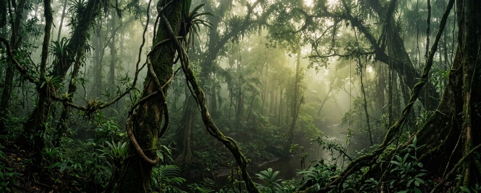 Amazonewoud heilige planten