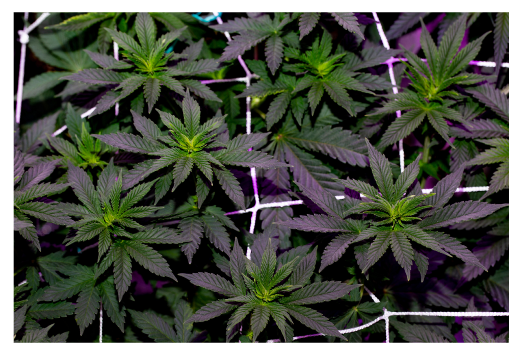 ScrOG Screen of Green Cannabis