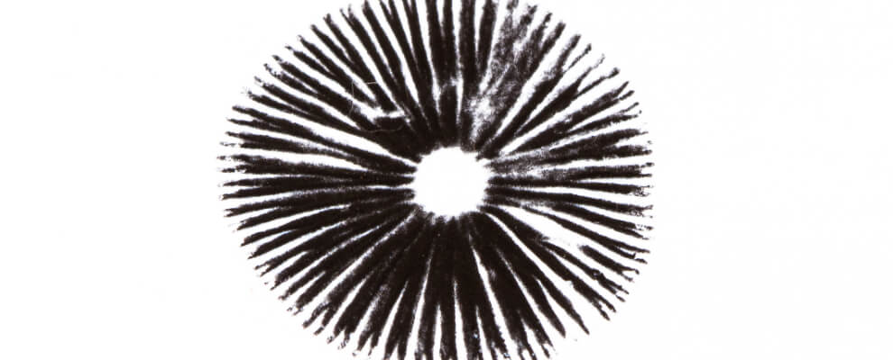 Magic mushroom spore print close-up