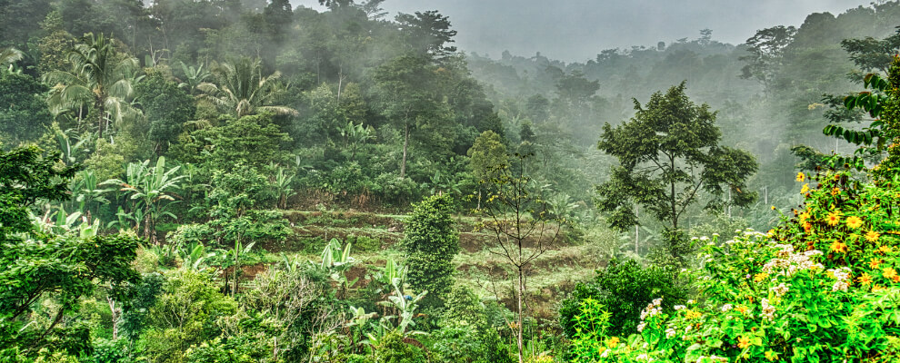 Traditional cacao forest with mixed planting