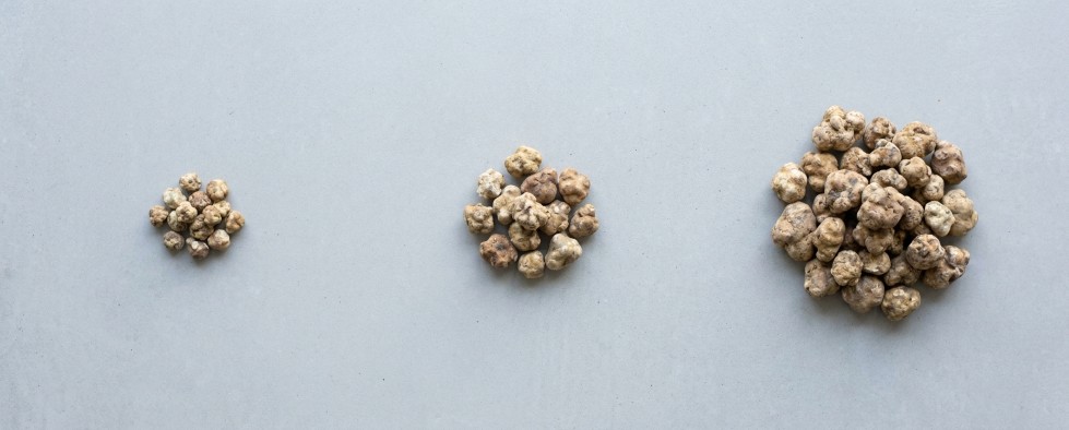 Magic truffle strains from mild to strong