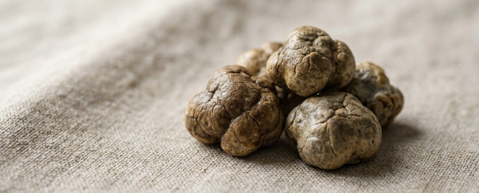 Fresh magic truffles up close