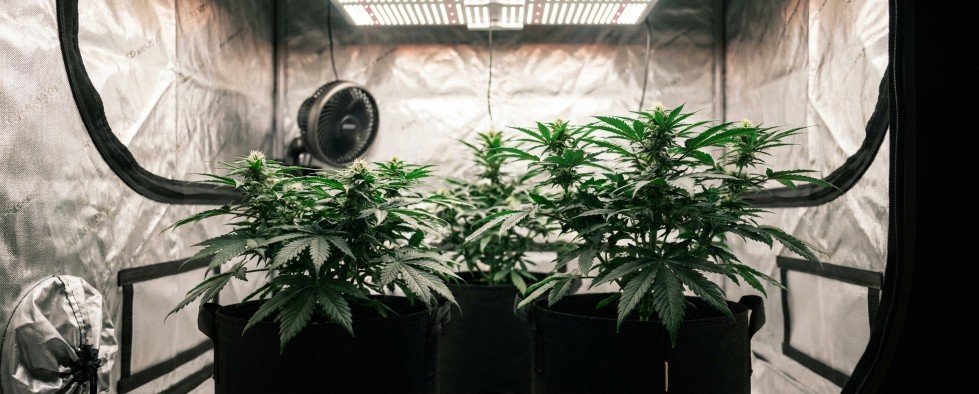 Wietkweekfouten gezonde cannabisplant kweekruimte
