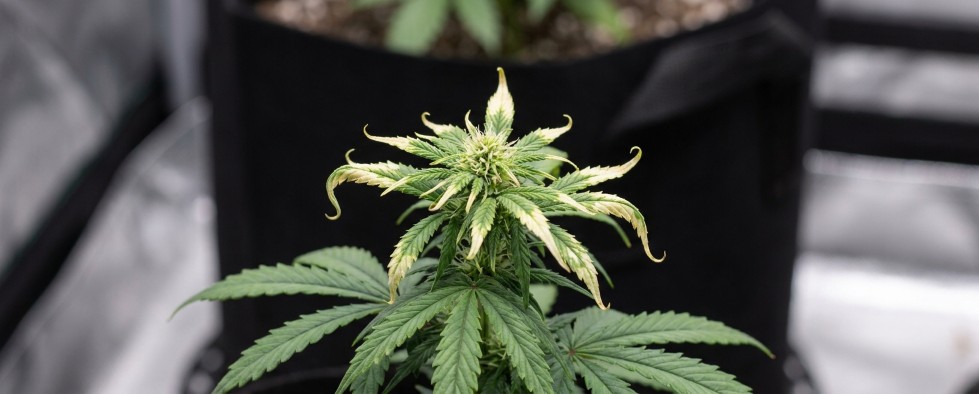 Cannabis lichtbrand bleke verbrandde toppen LED