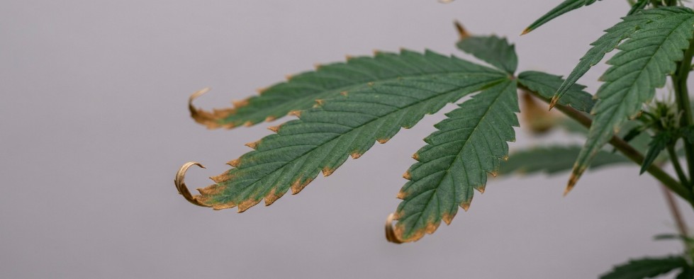 Cannabis nute burn verschroeide bladpunten voedingsoverschot
