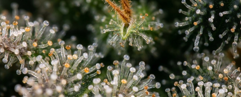 Cannabis trichomen macro melkwit amber oogstmoment