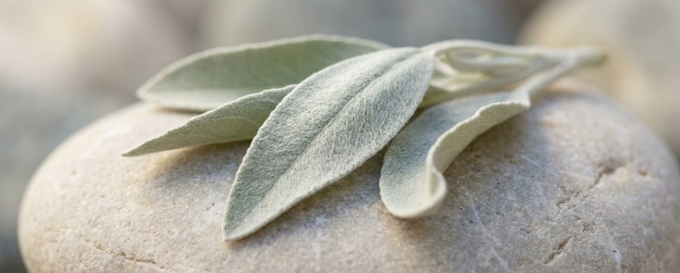 Witte salie bladeren close-up zilvergrijs glanzend