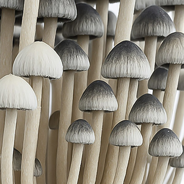 Copelandia Cyanescens