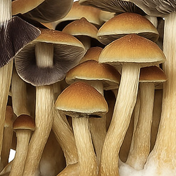 Psilocybe Cubensis