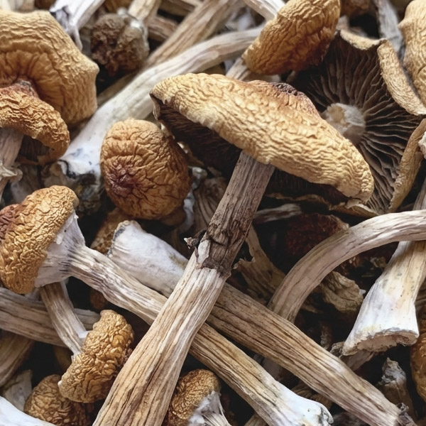 Dried Mushrooms