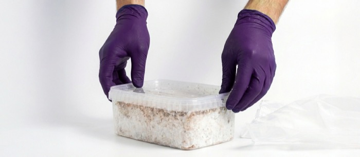 Filling mushroom grow kit with lukewarm water